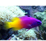 X2 Royal Basslet Gramma Fish - Gramma Loreto - Saltwater-marine fish packages-www.YourFishStore.com