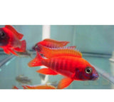X2 Rubescens Peacock Cichlid - Large 4" - 6" - Freshwater-Freshwater Fish Package-www.YourFishStore.com
