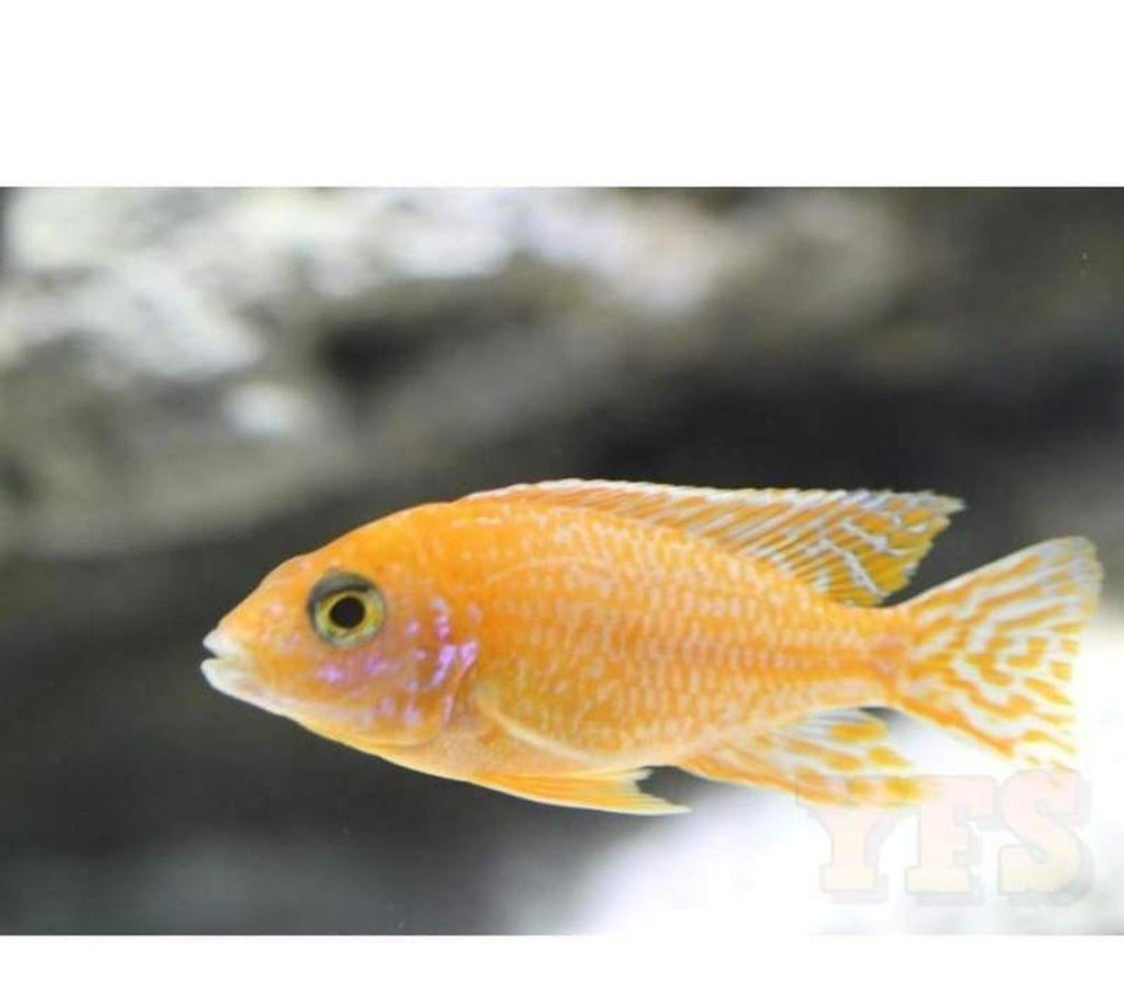 X2 Ruby Crystal Peacock Cichlids - Large 4" - 6" - Freshwater
