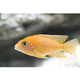 X2 Ruby Crystal Peacock Cichlids - Large 4" - 6" - Freshwater-Freshwater Fish Package-www.YourFishStore.com