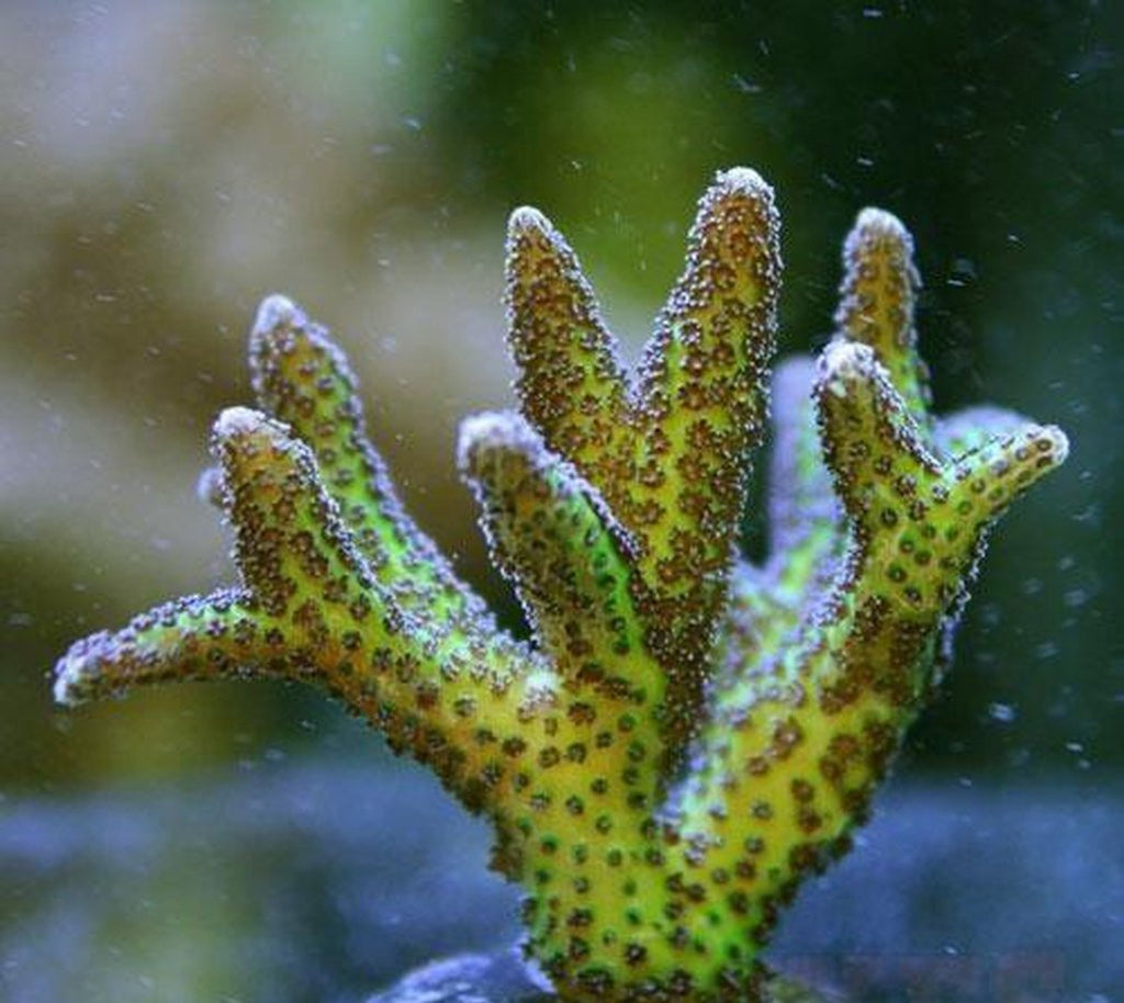 X2 Seriatopora Green - Frag Coral Sps - Includes Free Mystery Frag