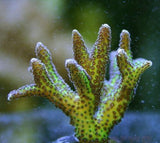 X2 Seriatopora Green - Frag Coral Sps - Includes Free Mystery Frag-frag packages-www.YourFishStore.com