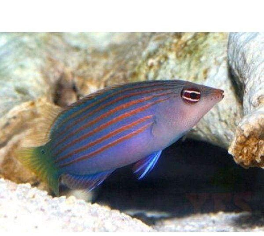 X2 Six Line Wrasse - Pseudocheilinus Medium Approx 1" - 2" Each-marine fish packages-www.YourFishStore.com