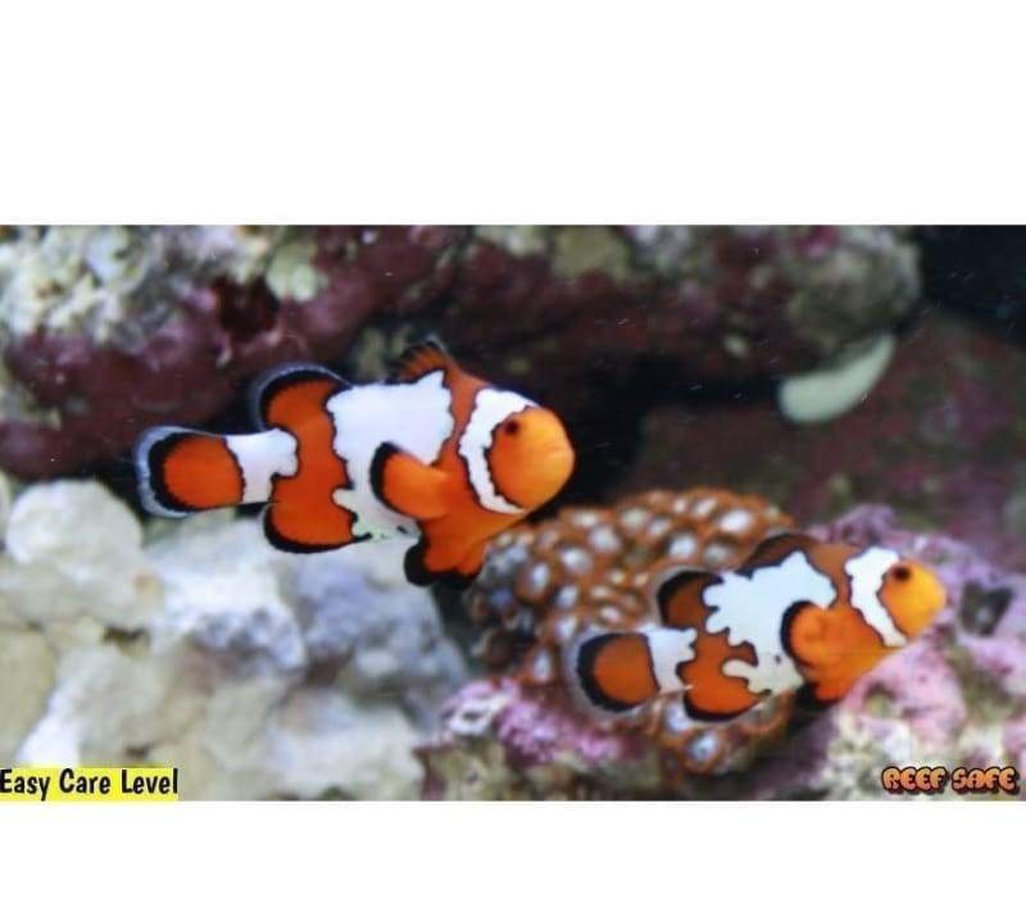 X2 Snowflake Clown Fish Med - With Free Bubble Anemone-marine fish packages-www.YourFishStore.com