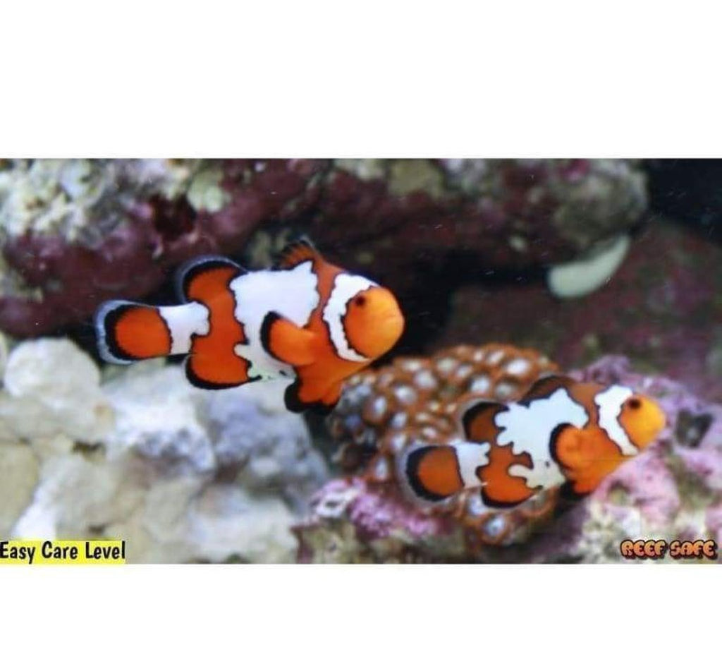 X2 Snowflake Clown Fish Med - With Free Bubble Anemone