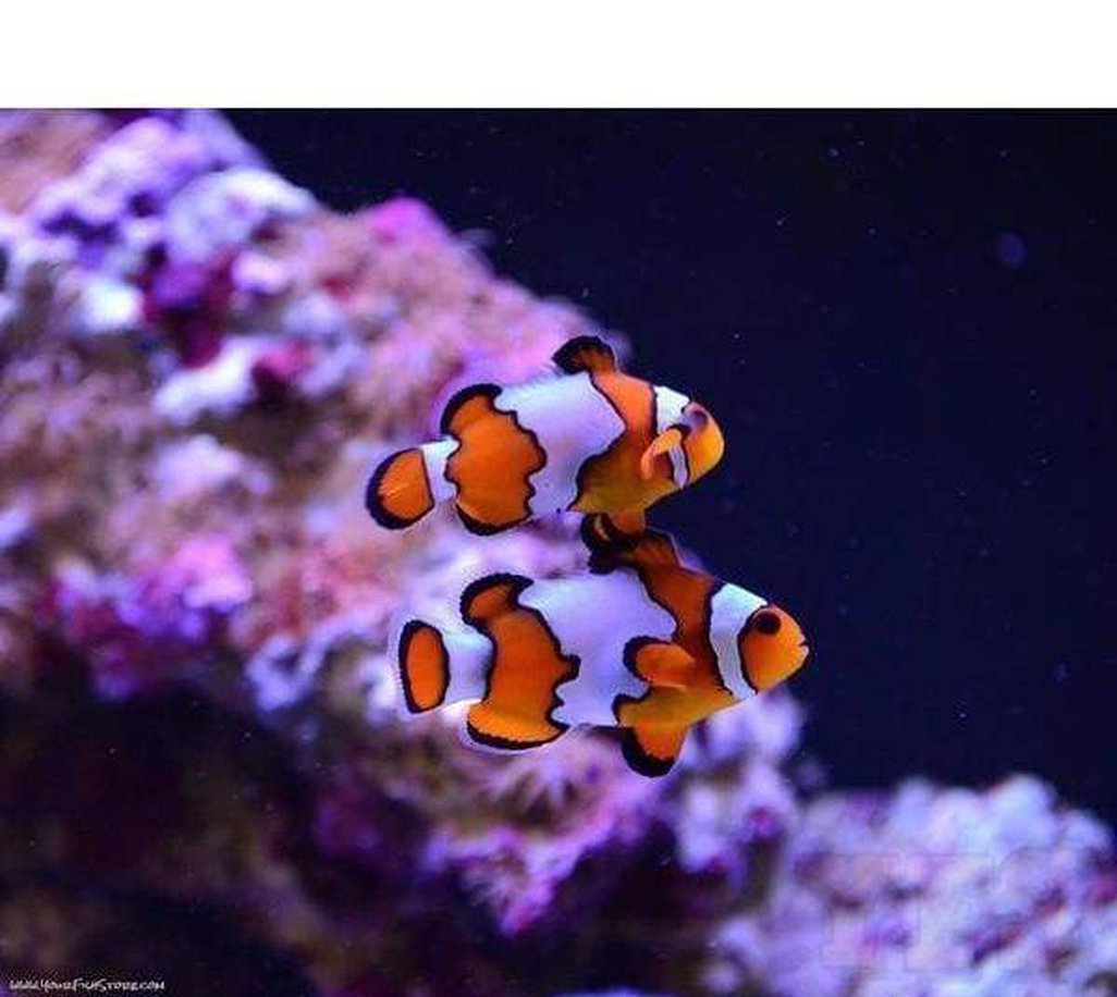 X2 Snowflake Clown Fish (Pair) Package W/ Sebae Anemone-marine fish packages-www.YourFishStore.com