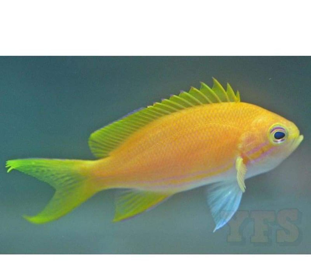 X2 Square Anthias: Female Pseudanthias - Sml/Med - Fish Saltwater-marine fish packages-www.YourFishStore.com