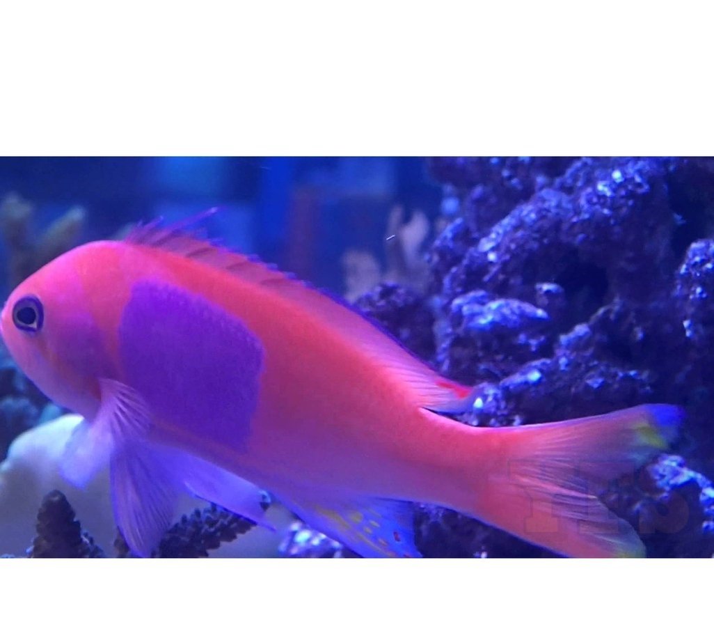 X2 Square Anthias: Male - Pseudanthias - Sml/Med - Fish Saltwater-marine fish packages-www.YourFishStore.com