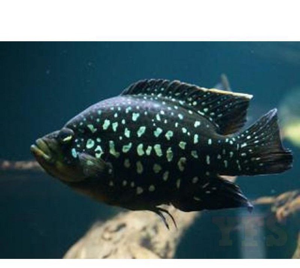 X2 Starry Dwarf Cichlid South American Sml/Med 1"-2" Fresh Water-Freshwater Fish Package-www.YourFishStore.com