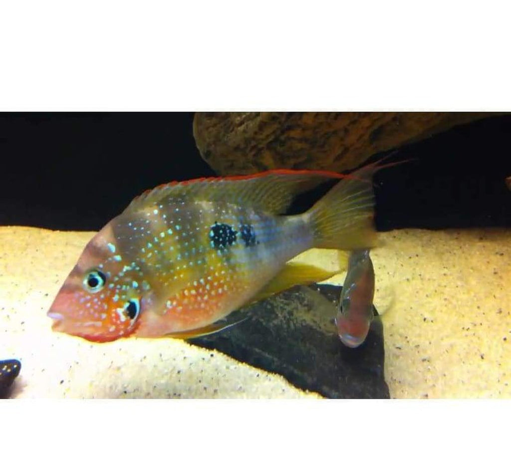 X2 Thorichthys Ellioti Cichlid Sm/Md Each Freshwater Fish