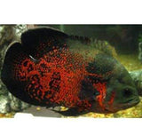 X2 Tiger Oscar Large 4" - 6" Each - Freshwater Package-Freshwater Fish Package-www.YourFishStore.com