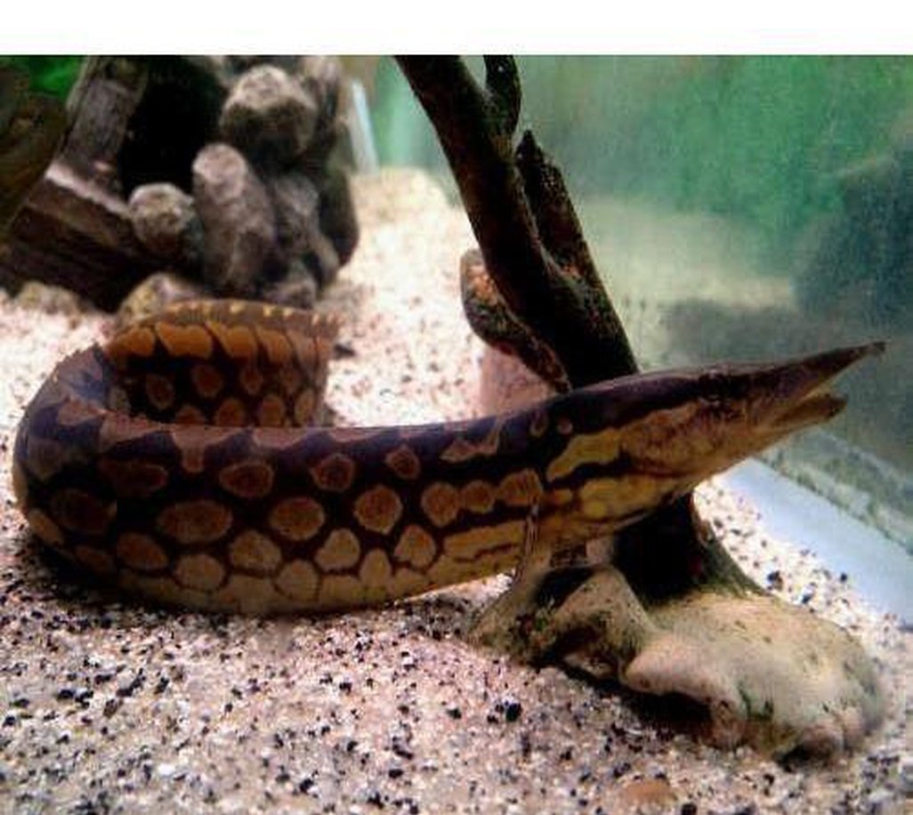Eel Species Where To Buy Live Eels Near Me Peacock Eel For Sale Petco