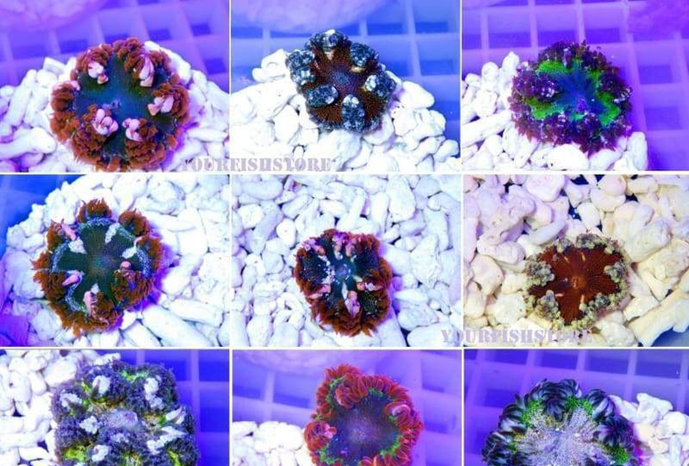 X2 (Two) Assorted Rock Flower Anemone Package - Sml/Med - Atl Epicystis Crucifer-marine fish packages-www.YourFishStore.com