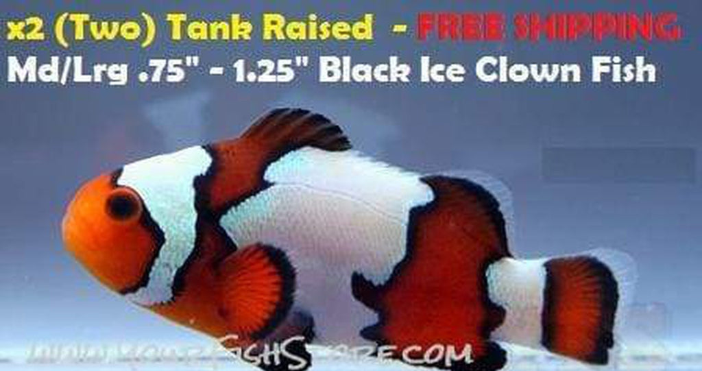 X2 (Two) Black Ice Clownfish (Quick Ship)
