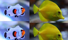 (X2) Wyoming Snowflake Clown Fish (Pair) Med - (X2) Yelow Tang Package -Freeship-marine fish packages-www.YourFishStore.com