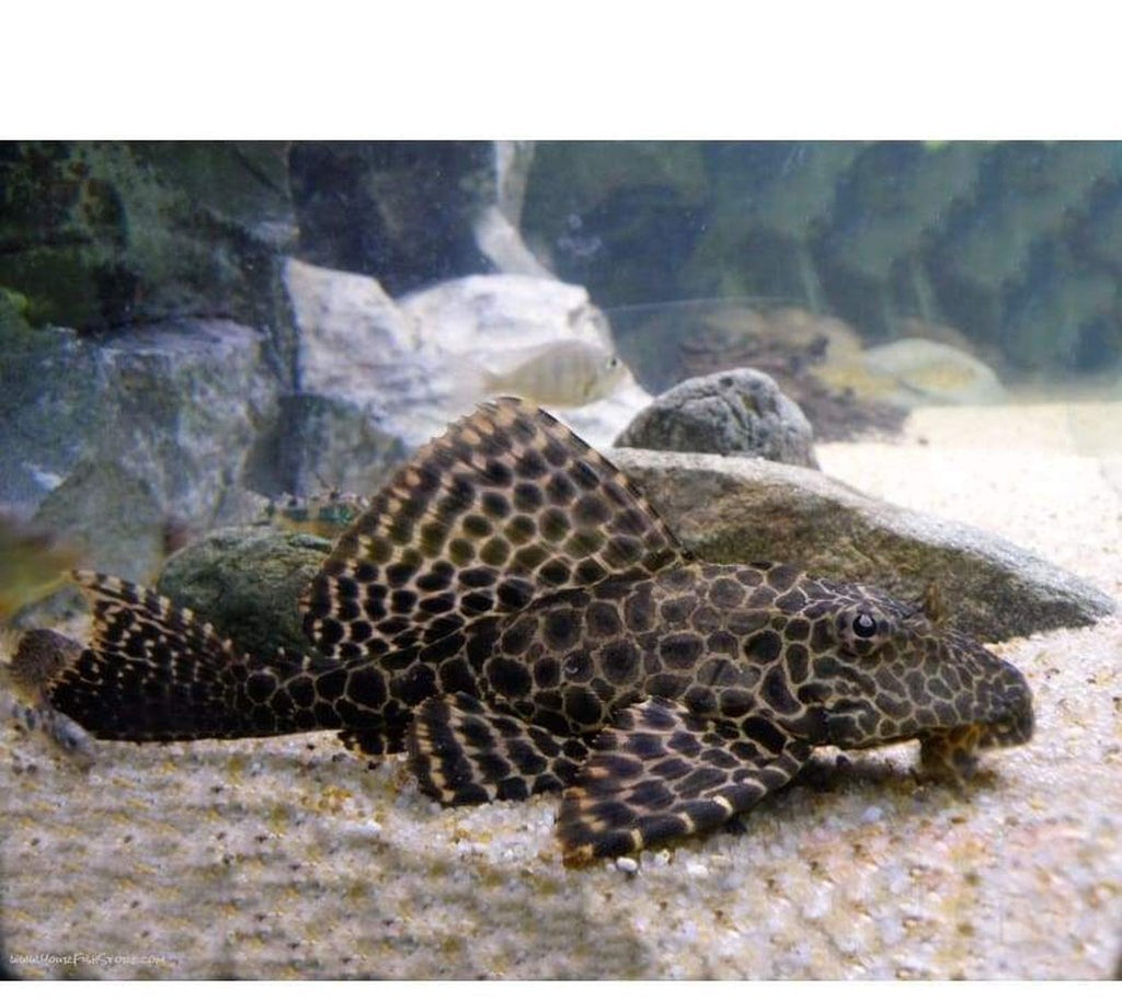 X2 XL Pleco Florida Sucker Fish 6" - 8" Tank Cleaners! Free Shipping