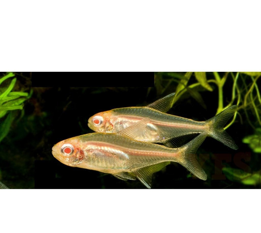 X20 Albino Buenos Aires Tetra-Freshwater Fish Package-www.YourFishStore.com