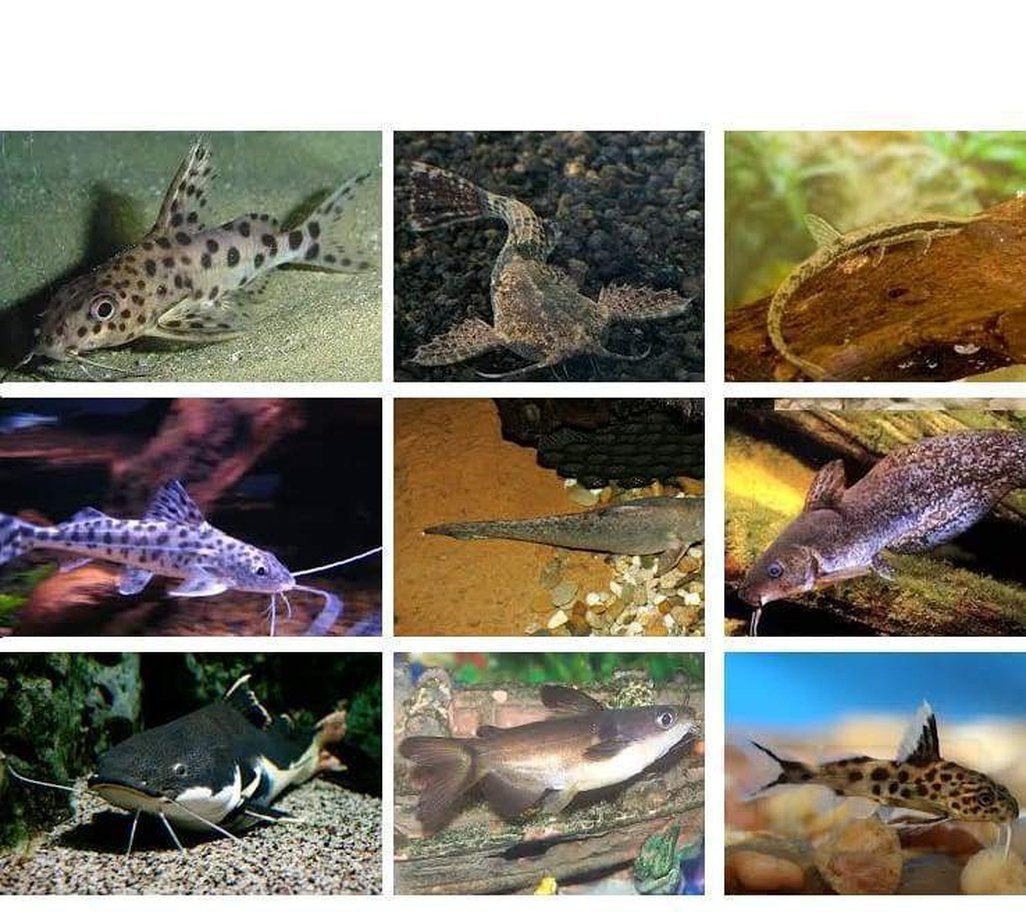 X20 Assorted Catfish Package + x10 Assorted Freshwater Plants-Freshwater Fish Package-www.YourFishStore.com