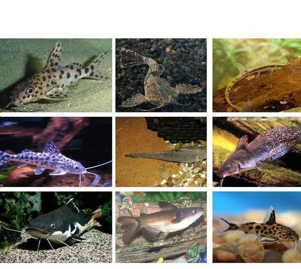 X20 Assorted Catfish Package + x10 Assorted Freshwater Plants