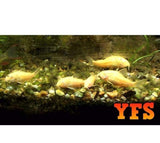 X20 Assorted Corydoras Catfish- Live Freshwater Tropical Catfish-Freshwater Fish Package-www.YourFishStore.com