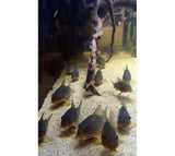 X20 Assorted Corydoras Catfish- Live Freshwater Tropical Catfish-Freshwater Fish Package-www.YourFishStore.com