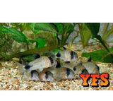 X20 Assorted Corydoras Catfish- Live Freshwater Tropical Catfish-Freshwater Fish Package-www.YourFishStore.com