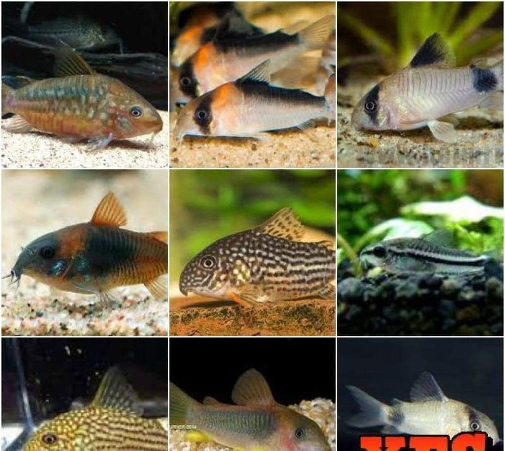 X20 Assorted Corydoras Catfish- Live Freshwater Tropical Catfish