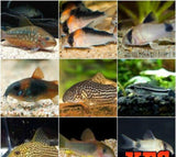 X20 Assorted Corydoras Catfish- Live Freshwater Tropical Catfish-Freshwater Fish Package-www.YourFishStore.com