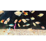 X20 Assorted Fruit Tetra *Bulk* - Freshwater-Freshwater Fish Package-www.YourFishStore.com