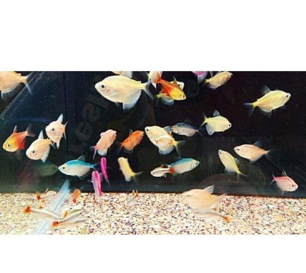 X20 Assorted Fruit Tetra + x5 Assorted Plants - *Bulk* - Freshwater-Freshwater Fish Package-www.YourFishStore.com