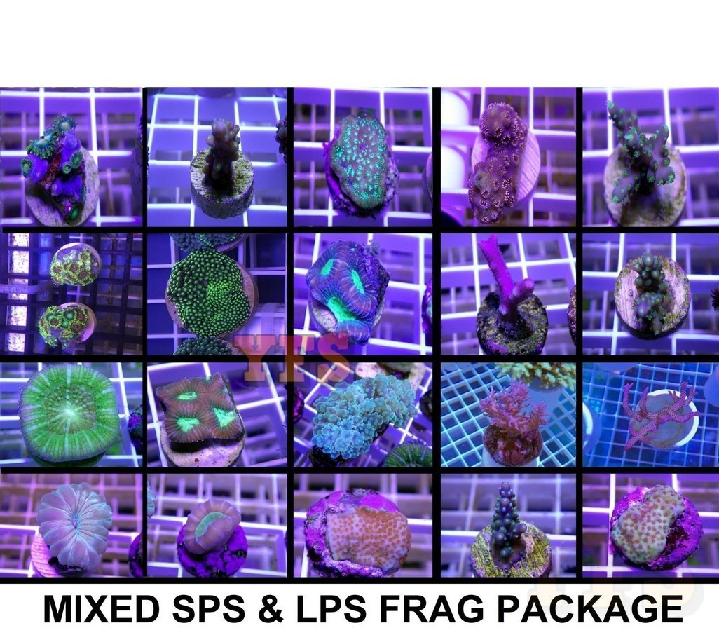 X20 Assorted Sps & Lps Frag Package - Live Coral *Bulk Save-frag packages-www.YourFishStore.com