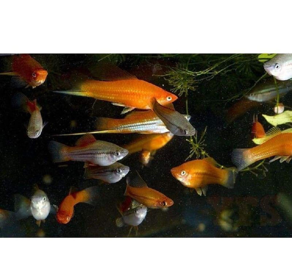 X20 Assorted Swordtail Fish - 1" - 2" Each - Freshwater Fish + x10 Assorted Plants
