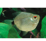 X20 Ballon Red Eye Tetra Package-Freshwater Fish Package-www.YourFishStore.com