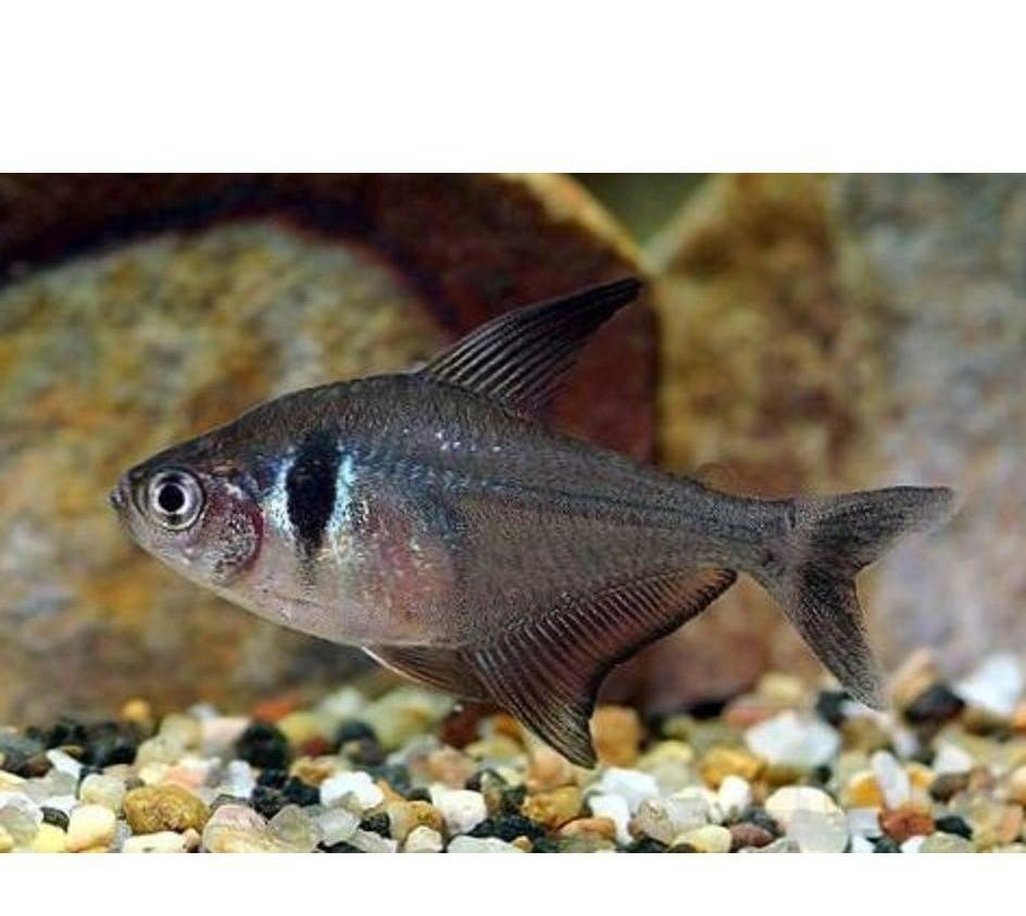 X20 Black Phantom Tetra Package-Freshwater Fish Package-www.YourFishStore.com