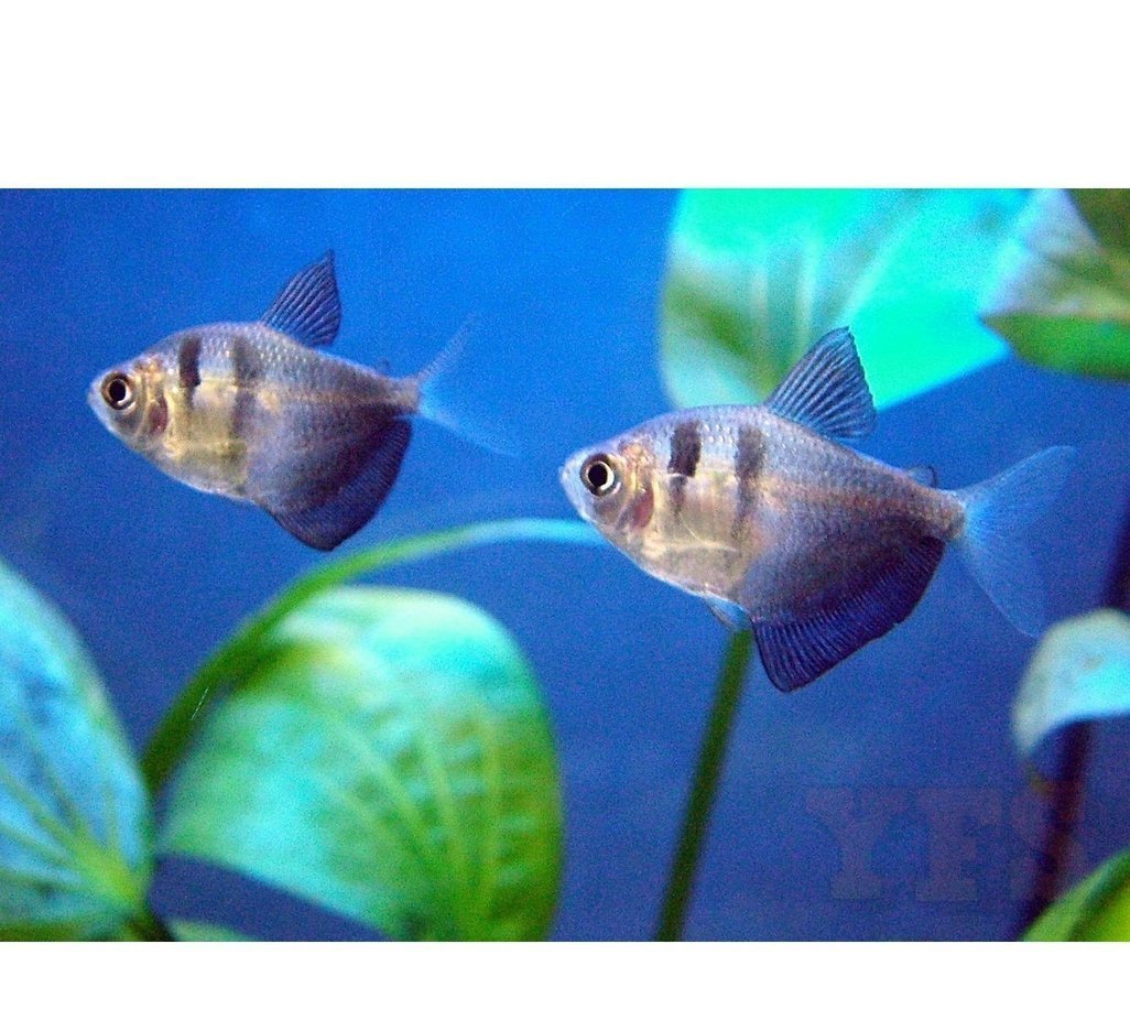 X20 Black Skirt Tetra Package-Freshwater Fish Package-www.YourFishStore.com