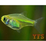 X20 Blackfin Neon Rasbora 1/2" - 1 1/2" Each - Package - Freshwater Fish-Rasbora-www.YourFishStore.com