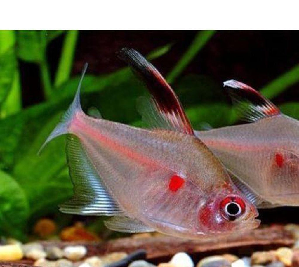 X20 Bleeding Heart Tetra Package