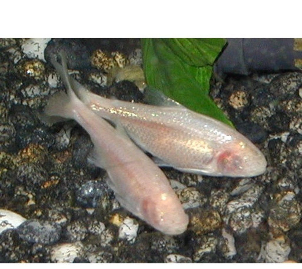 X20 Blind Cave Tetra Package-Freshwater Fish Package-www.YourFishStore.com