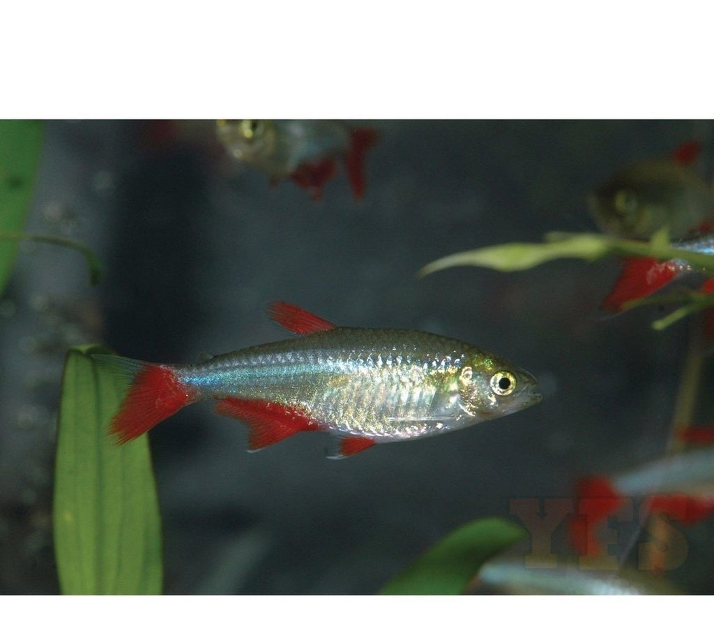 X20 Bloodfin Tetra Package
