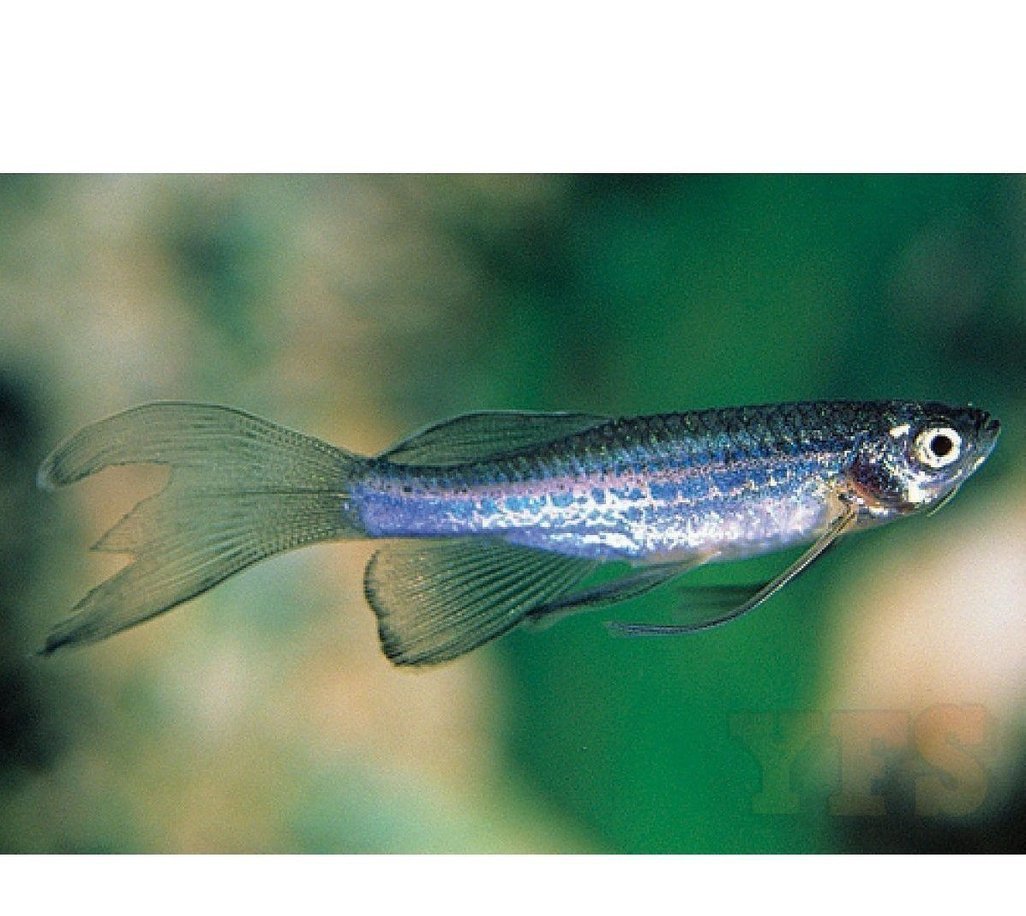 X20 Blue Danio-Freshwater Fish Package-www.YourFishStore.com