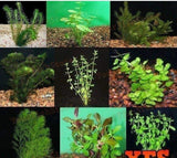 X20 Blue Tetra + x10 Assorted Plants - Package-Freshwater Fish Package-www.YourFishStore.com