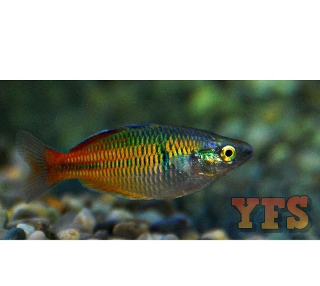 X20 Boesemani Rainbow Fish Freshwater Sml/Med Package *Bulk Save