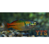 X20 Boesemani Rainbow Fish Freshwater Sml/Med Package *Bulk Save-Rainbowfish-www.YourFishStore.com