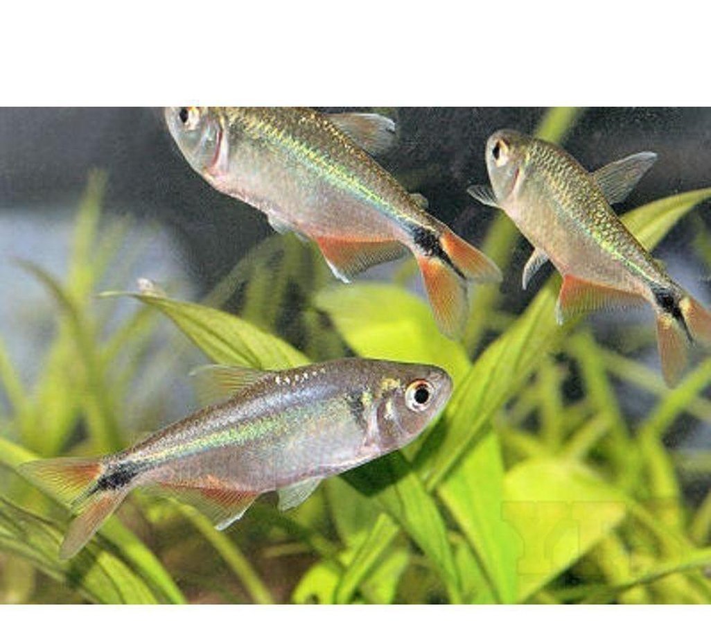 buenos aires tetra planted tank X20 Buenos Aires Tetra only $129.53