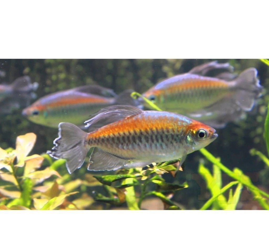 X20 Congo Tetra Package