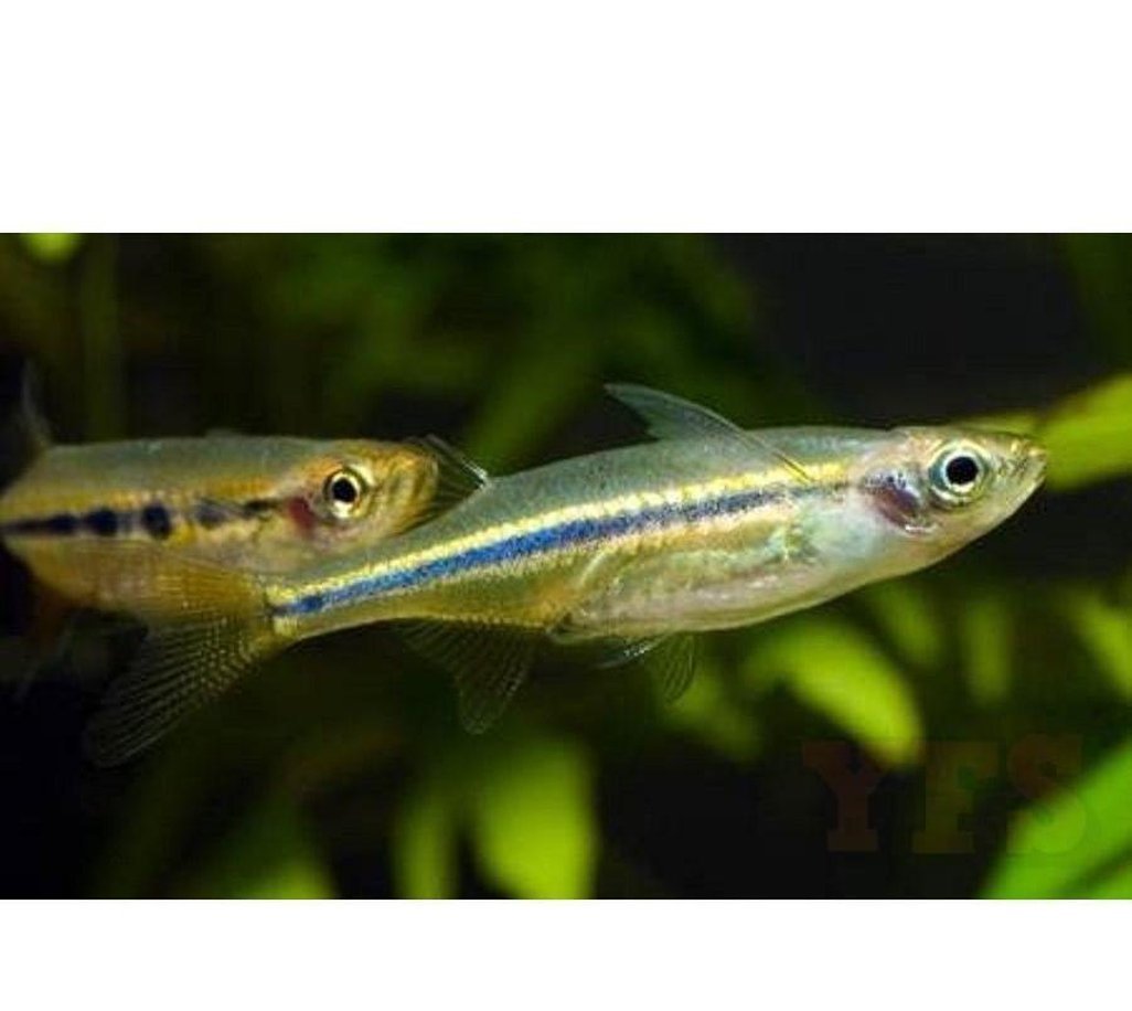 X20 Dadio Danio-Freshwater Fish Package-www.YourFishStore.com