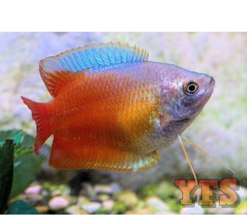 X20 Flame Dwarf Gourami Package Male Fish Live Sml/Med Bulk Save