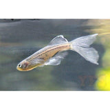 X20 Longfin Blue Danio-Freshwater Fish Package-www.YourFishStore.com