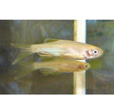 X20 Longfin Gold Zebra Danio-Freshwater Fish Package-www.YourFishStore.com
