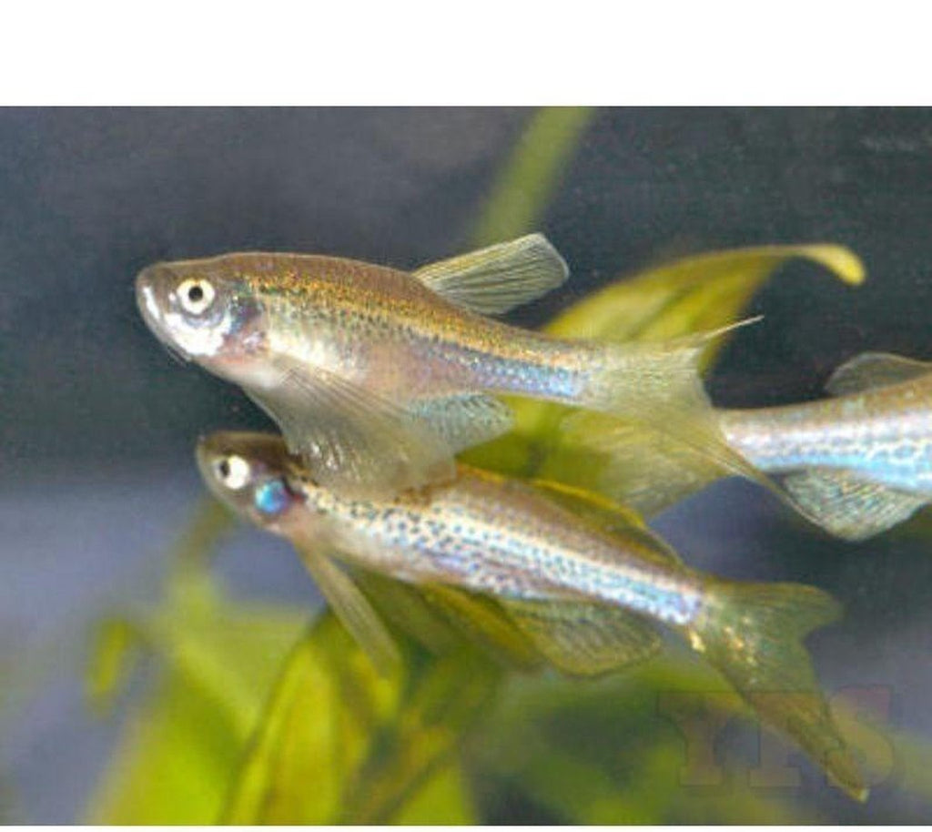 Longfin Fish Freshwater Fish Packages